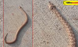 Şanlıurfa Viranşehir Kırsalında Bu Mevsimde Dev Yılan Görüldü