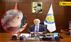 Rektör Çelik, "Üretim ve Verim Arttıracak Proje Hayata Geçiyor"