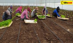 Siverek'te Kadın İstihdamının İlk Sebzeleri Ekildi