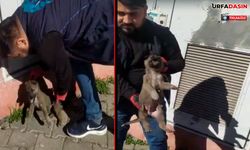 Yaralı Köpeğin 3 Gündür Yardım Bekledi İddiası!