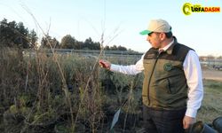 Vali Ayhan, Orman Bölge Müdürlüğünde İncelemede