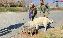 Deprem Sonrası Sokak Hayvanları Unutulmadı