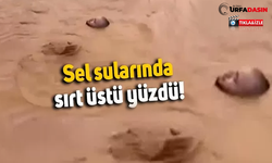 Selde Sırt Üstü Yüzerek Canını Kurtardı