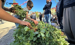 Her Derde Deva Kuzu Kulağı Tezgahlarda Yerini Almaya Başladı
