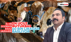 İzzet Çiftçi: Besicilik Öldü Kurban Fiyatları Uçtu