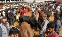 Şanlıurfa'da Küçükbaş ve Büyükbaş Kurbanlık Canlı Kilo Fiyatları Belli Oldu