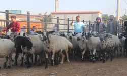 Haliliye'de Kurban Satış ve Kesim Yerleri Belli Oldu
