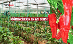 Şanlıurfa Altınbaşak Mesleki ve Teknik Anadolu Lisesinde İsot Hasadı
