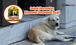 KİHAYKO Şanlıurfa’da, Sokak ve Barınaktaki Hayvanlar Konusunda Endişeli