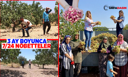 Şanlıurfa'da Fıstık Hırsızlığına Karşı Valilik İlk Defa Uygulanacak Tedbirleri Açıkladı