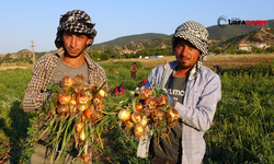 Şanlıurfalı Mevsimlik İşçiler Yozgat'ta Sabah Patates Akşam Soğan Topluyor