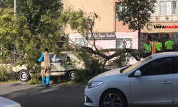 Urfa'da Park Halindeki Aracın Üzerine Ağaç Devrildi