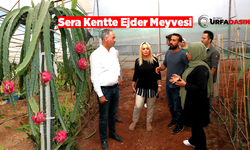 Mehmet Kuş, Eyyübiye Sera Kentte Ejder Meyvesi Yetiştirmeye Başladı