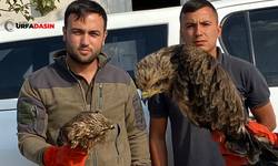 Yırtıcı kuş türü olan "kara çaylak" Şanlıurfa'da yaralı halde bulundu