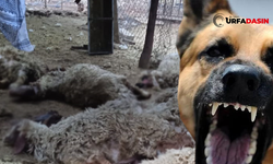 Şanlıurfa'da Sokak Köpeklerinin Saldırdığı 12 Koyun Telef Oldu 8 Koyun Yaralandı