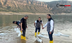Şanlıurfa'dan 1 Milyon 300 Bin Yavru Şabut Balığı Siirt'teki Göletlere Bırakıldı