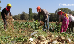 Yozgat'ın Şeker Pancarını Siverekli Mevsimlik İşçiler Söküyor
