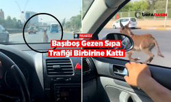 Şanlıurfa Trafiğinde Sıpa İle Otomobilin Yarışı