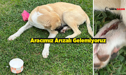 Şanlıurfa’da Yaralı Köpeğe Hayvan Muamelesi Bile Göstermediler