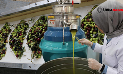 Zeytinyağı fiyatları uçuşa geçince  Şanlıurfa'da zeytin yatırım aracı oldu!