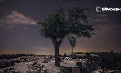 Göbeklitepe'deki Dilek Ağacı Fotoğraf Sergisine Taşındı