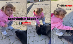 Küçük kız çocuğunun sokak köpeğiyle sevgi dolu konuşması