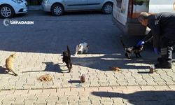 Urfa’da Sokak Kedilerinin Sabah Kahvaltısı
