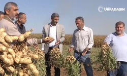 Harran Ovası'nda Çiftçi Yer Fıstığına Yöneldi, Dönüme 500 Kilo Aldı