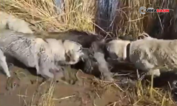 Siverek’te Yaralı Halde Bulunan Yaban Domuzunu Köpekler Parçaladı