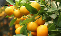 Vitamin ve antioksidan zengini portakalın 10 faydası