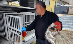 Yaralı Kedinin İmdadına Şanlıurfa Büyükşehrin Hayvan Ambulansı Yetişti