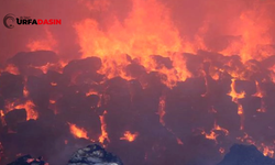 Şanlıurfa'da biyokütle elektrik üretim tesisinde yangın!