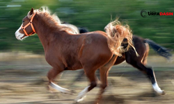 Şanlıurfa'da Bakın Kaç Safkan Yarış Atı Var?