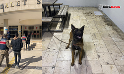 Şanlıurfa’da K-9 Köpeğini Çalan Hırsızlar Yakalandı