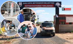 Şanlıurfa'da Tam Teşekküllü Hayvan Hastanesi Hizmete Girdi