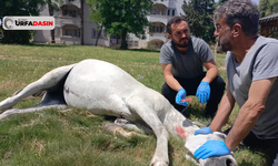 Şanlıurfa'da Atı Doğum Sancısı Tuttu, Veterinerler Yardımına Koştu