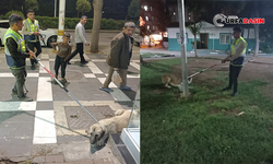 Şanlıurfa Büyükşehir Belediyesinden Sosyal Medyadaki Köpek Katliamı İddialarını Yalanladı