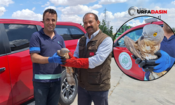 Bitkin Halde Bulunan Bozkır Delicesi, Tedaviye Alındı