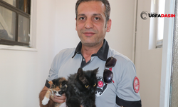 Şanlıurfa Müftülüğü Güvenlik Personeli Kedinin Doğumunu Yaptırdı