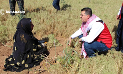 Şanlıurfa'da 50 bin dekarda 3 bin 500 ton kimyon üretiliyor