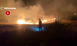 Şanlıurfa'daki ormanlık yangın gece geç saatlerde söndürüldü