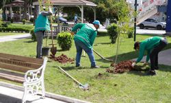 Haliliye'de Parklar Ağaçlandırılıyor