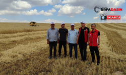 Şanlıurfa’da Türkiye Üretiminde 5. Sırada, 450 Bin Ton Rekolte Bekleniyor