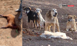Suruç’ta Başıboş Köpekler 1 Keçiyi Telef Etti, Diğerlerini De Yaraladı