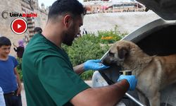 Şanlıurfa Büyükşehir Belediyesi Sokak Hayvanları İçin Alarma Geçti