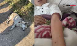 Şanlıurfa’da Köye İnen Kurt Çocuklara Saldırdı: 2 Yaralı