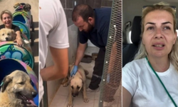 Köpek Velisi, Hayvan Hakları Yasasına Muhalefetten Para Cezası Aldı
