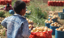 En Fazla Çocuk İşçi Ölümü Şanlıurfa'da