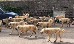 Şanlıurfa'nın Çözülemeyen Sorunu Başıboş Sokak Köpekleri Yine 2 Kişiyi Yaralı