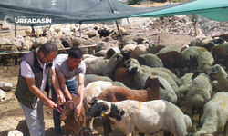 Kurbana Eziyet Edenlere Hapis, Kesim Yerinde Kurallara Uymayanlara Fahiş Para Cezası